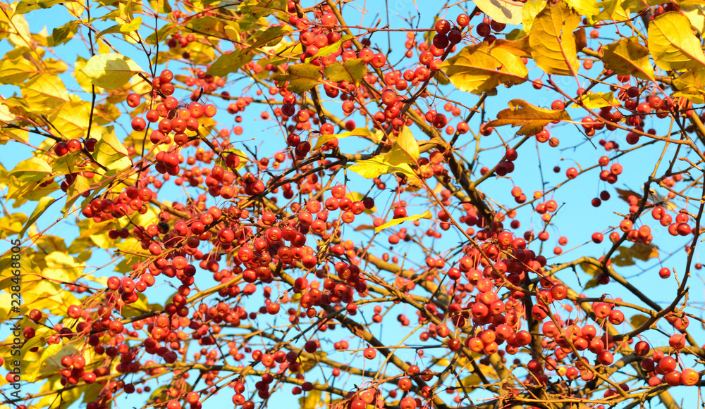 apple tree branches with golden leaves against the blue sky apple tree branches with golden leaves against the blue sky