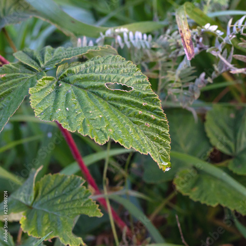 Droplet Rossy stood on the tip of a leaf raspberry photo