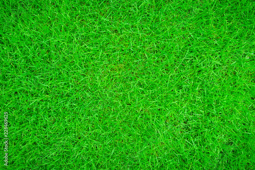 Green grass texture background.