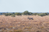 oryx in namibia