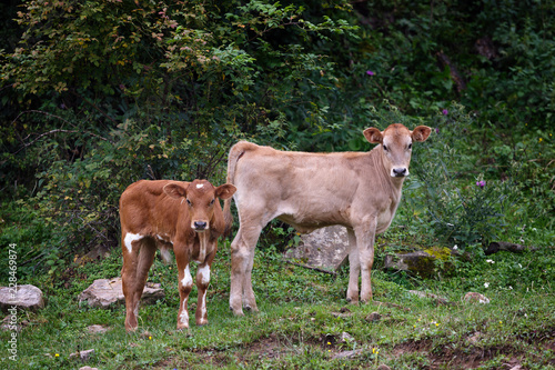 Alpine pasture in the forest for cows and calves.