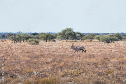 oryx in namibia