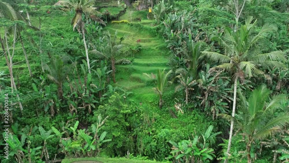 Aerial of Ubud Rice Fields, Bali, Indonesia Aerial of Ubud Rice Fields, Bali, Indonesia