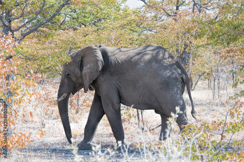 Fototapeta premium elephants in Namibia
