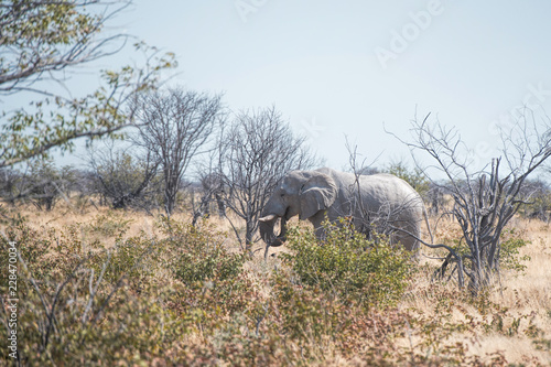 Photography elephants in Namibia