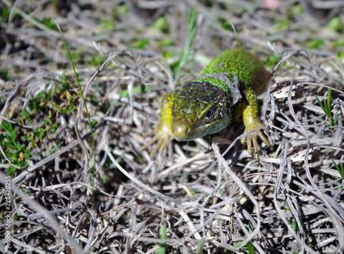 Green lizard in the grass