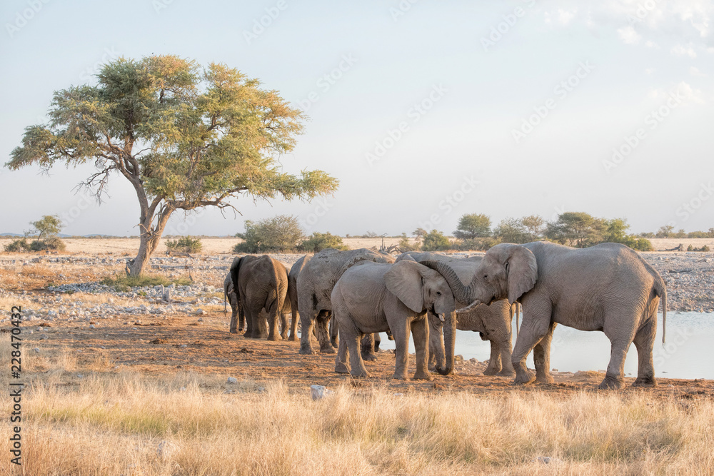 Fototapeta premium elephants in Namibia