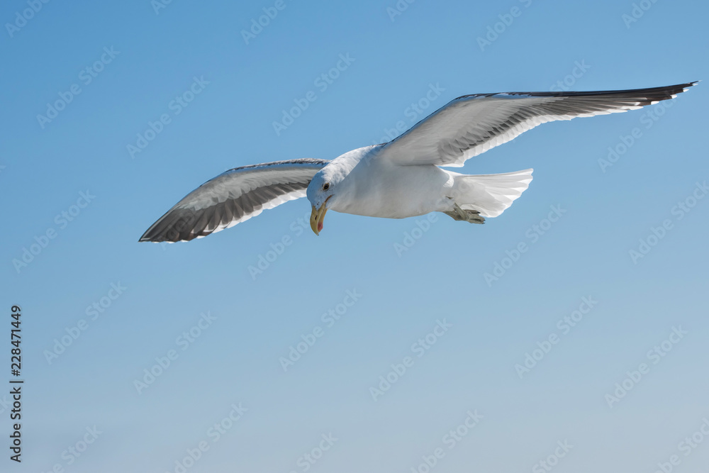 Seagulls in flight Seagulls in flight