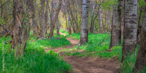 Trail winding through white barked trees in Provo