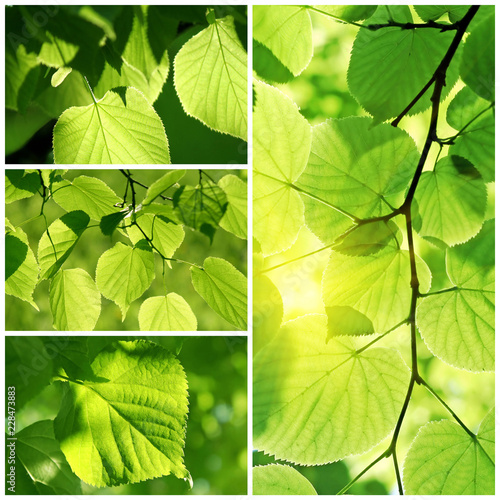 Dekoracja na wymiar  green-collage-of-fresh-leaves-of-linden-tree