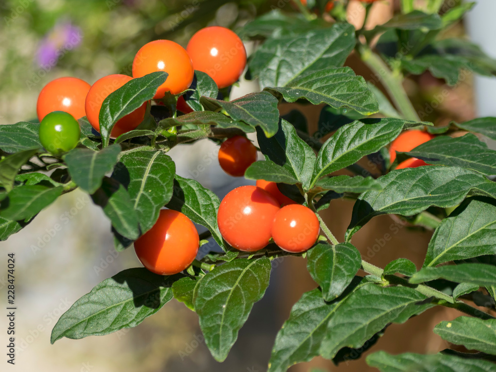 Solanum pseudocapsicum. Le pommier ou cerisier d'amour. Un petit arbrisseau ornemental aux baies rouges en hivers