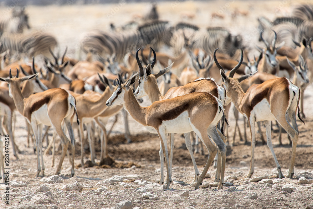 Troupeau de springbok près d'un trou d'eau