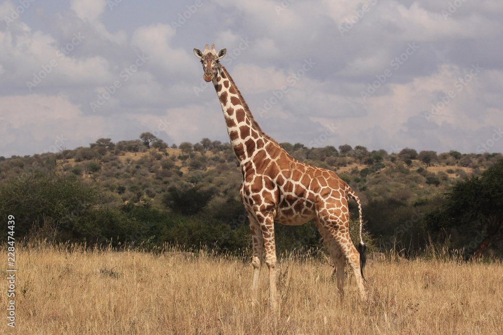 Fototapeta premium Reticulated Giraffe