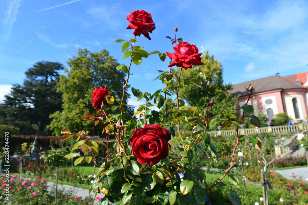 Fototapeta premium Rote Rosen im Rosengarten auf der Insel Mainau