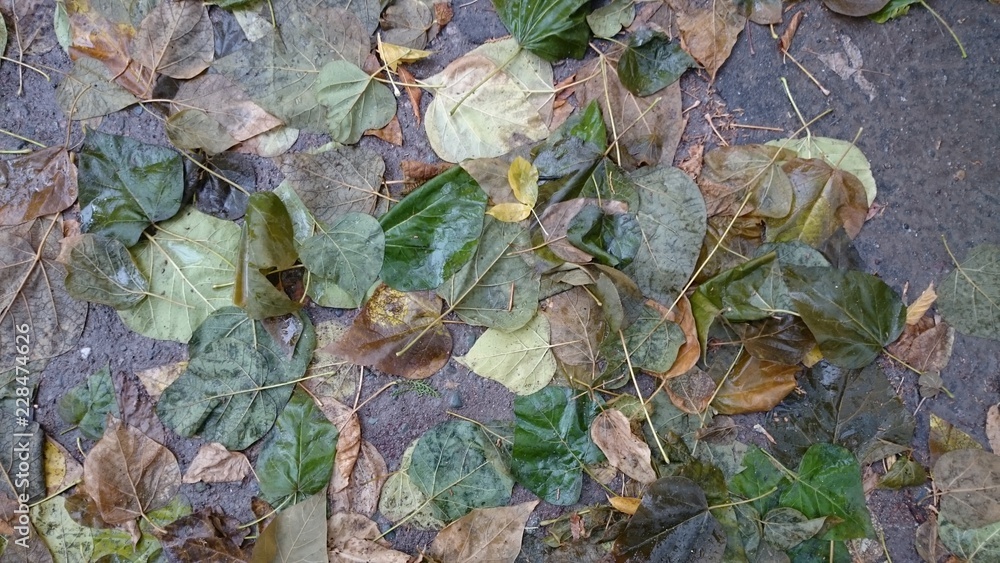 Colorful autumn leaves. Natural background Colorful autumn leaves. Natural background