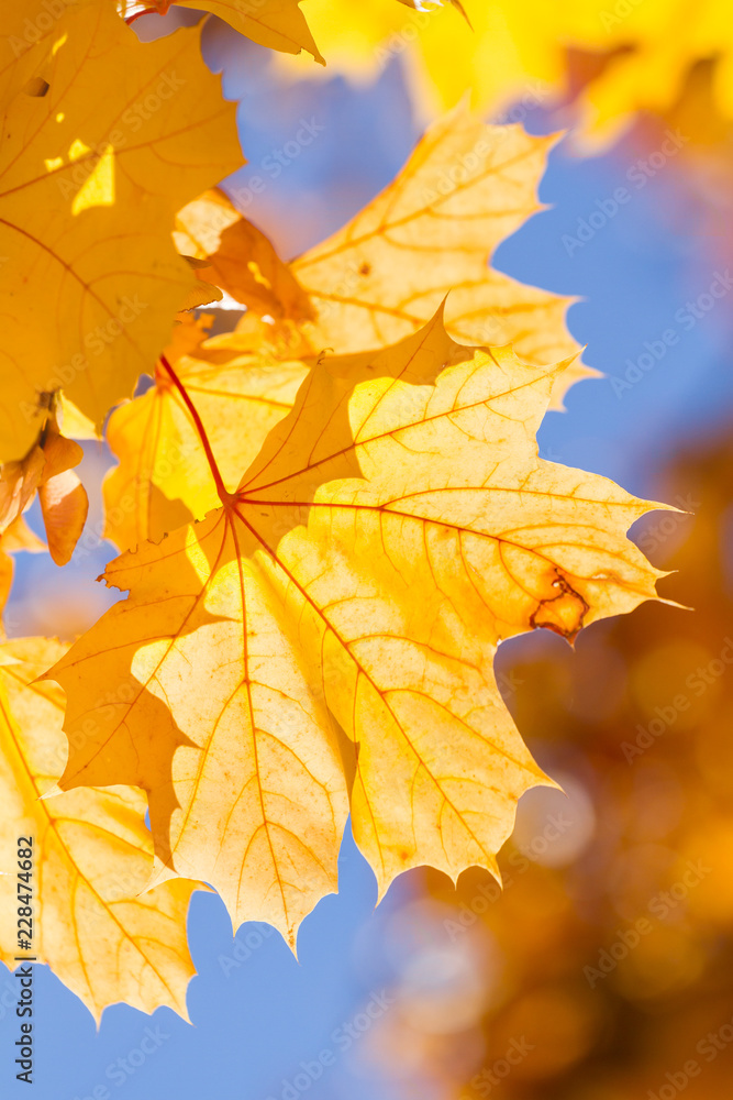 Obraz premium Yellow autumn maple leaves
