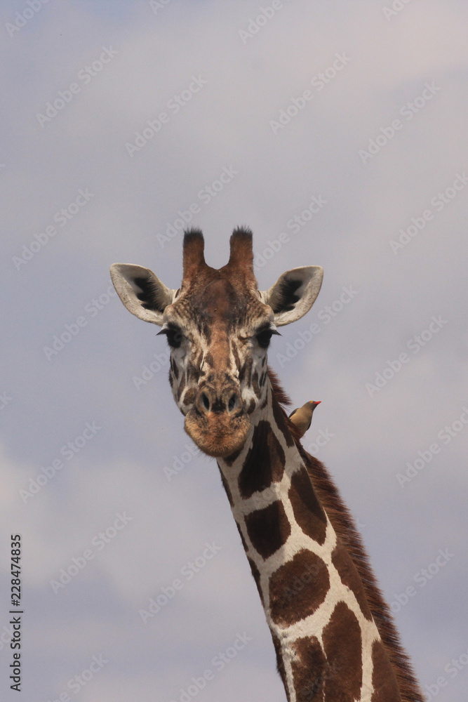 Reticulated Giraffe Reticulated Giraffe