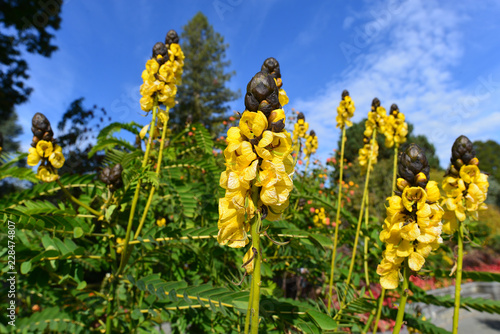 Gelbblühende Caesalpinien (Caesalpinia) in Mainau photo