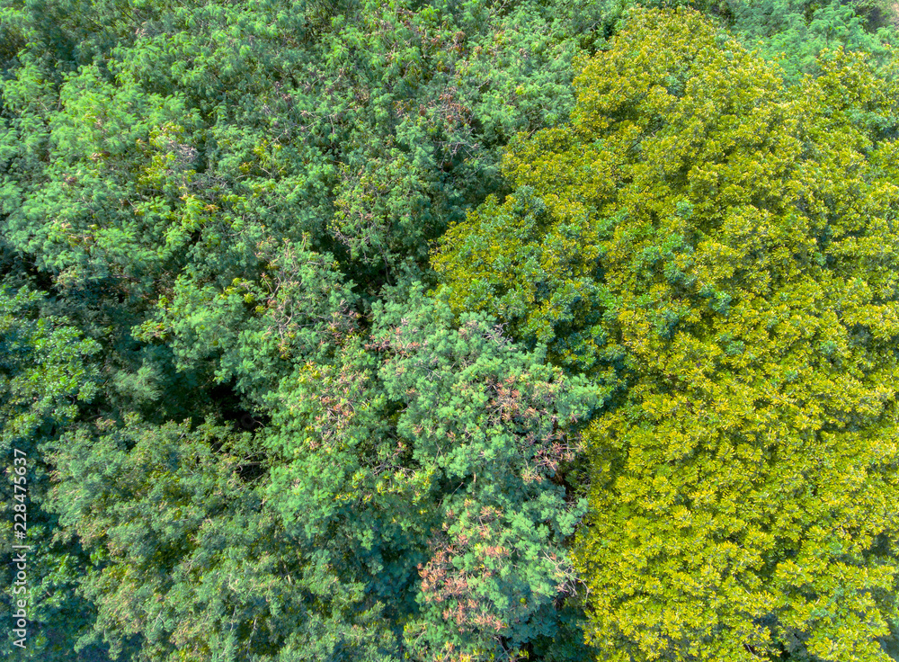 green deciduous forest top down shot