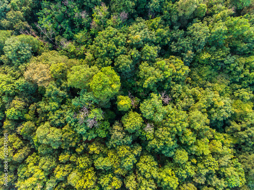 aerial top view of green deciduous tropical forest in southeast asia