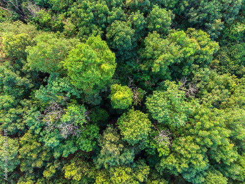 aerial above view of deciduous tropical forest tree top
