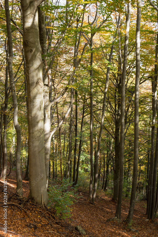 Forest in the fall Forest in the fall