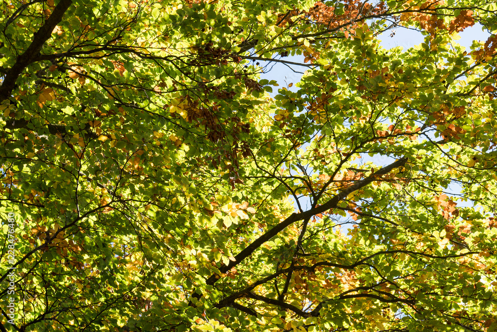 Fototapeta premium Background of leaves in autumn forest