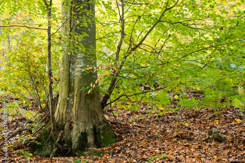 Beech trunk in the forest