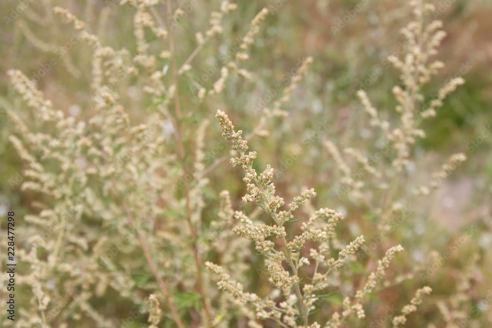 ambrosia ambrosia