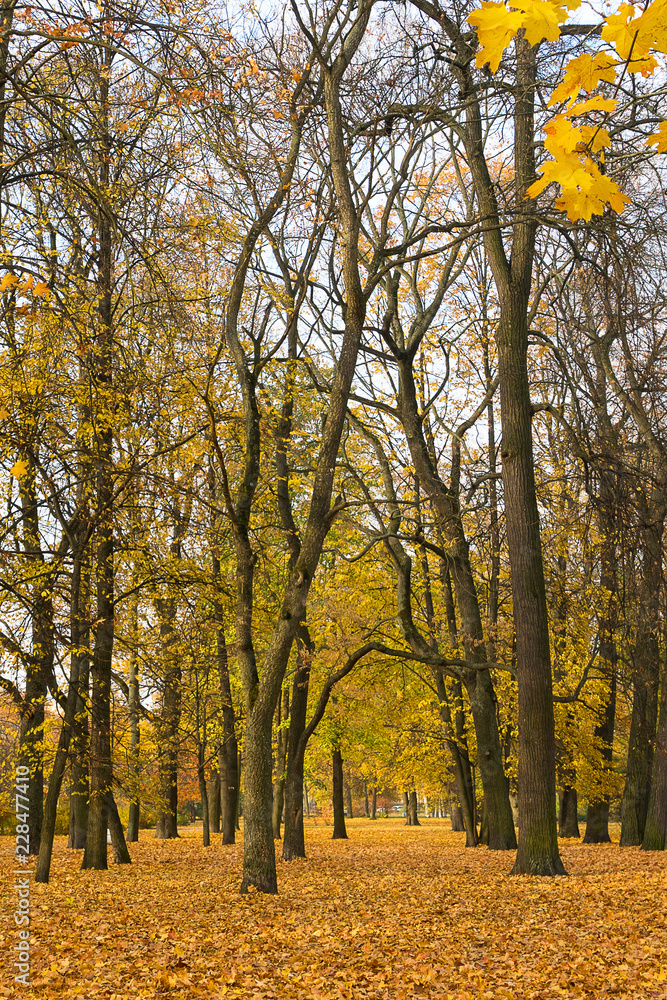 Autumn landscape in the park in leaf fall season