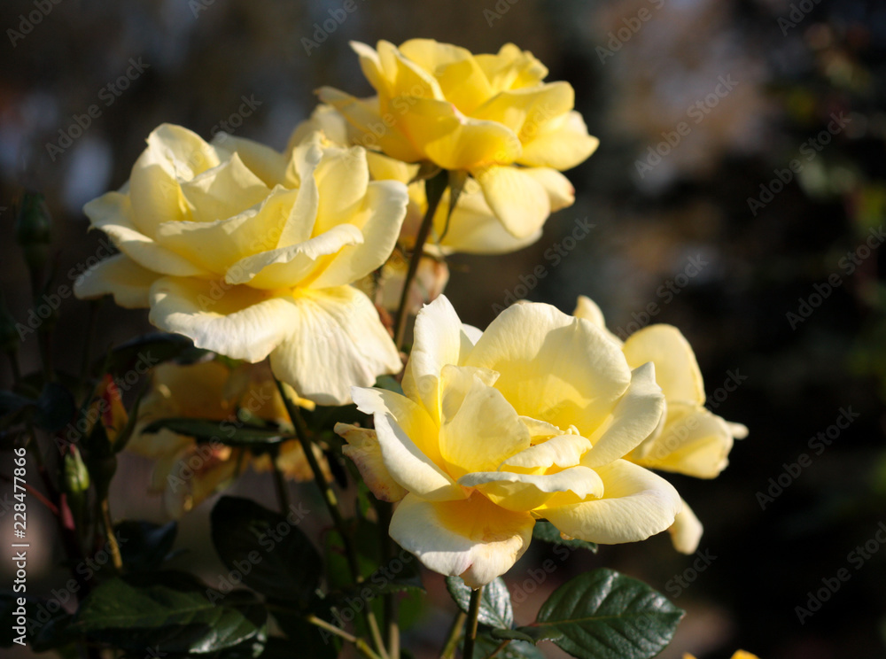 Obraz premium beautiful flowers in nature in the botanical garden