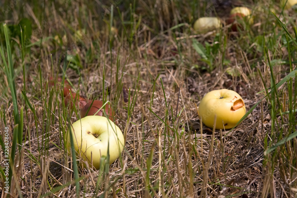 apples apples