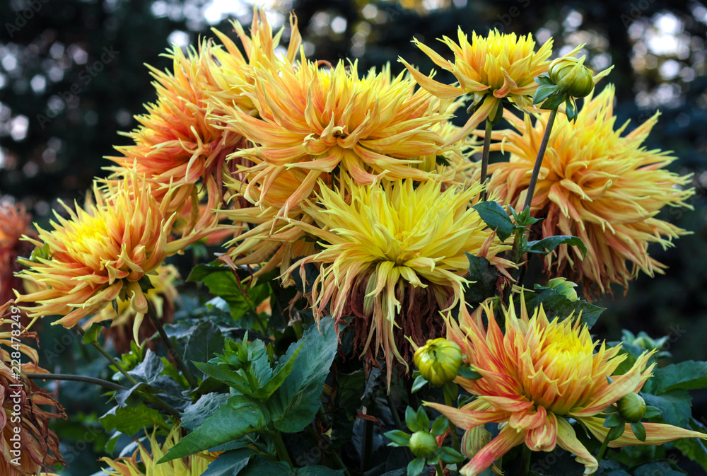 beautiful flowers in nature in the botanical garden beautiful flowers in nature in the botanical garden
