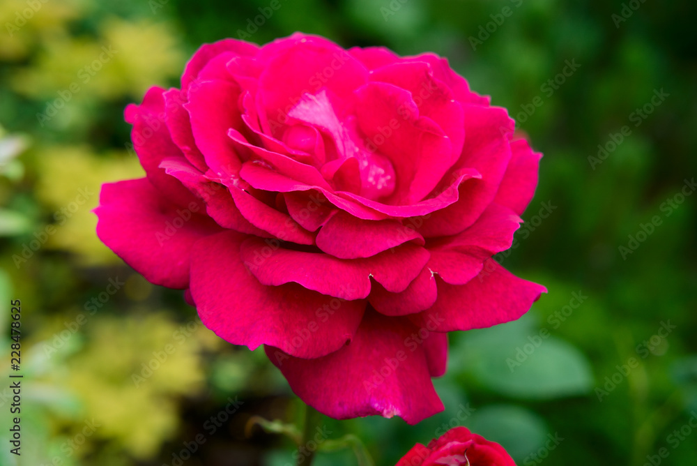 Red Hybrid Tea Rose.