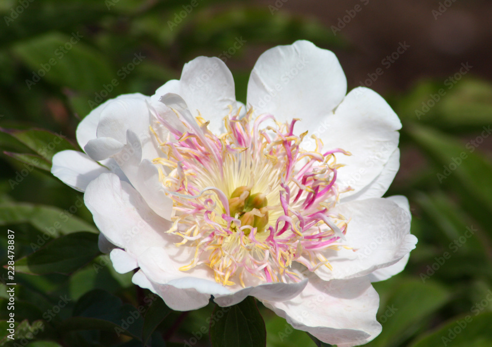 beautiful flowers in nature in the botanical garden beautiful flowers in nature in the botanical garden