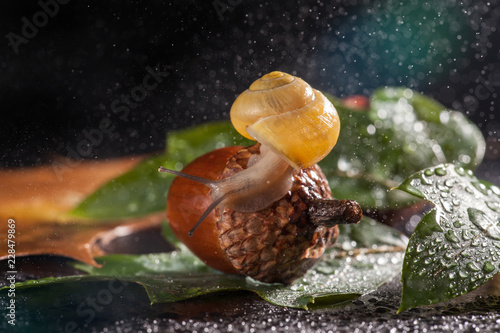Garden snail creeps on a acorn in the rain.