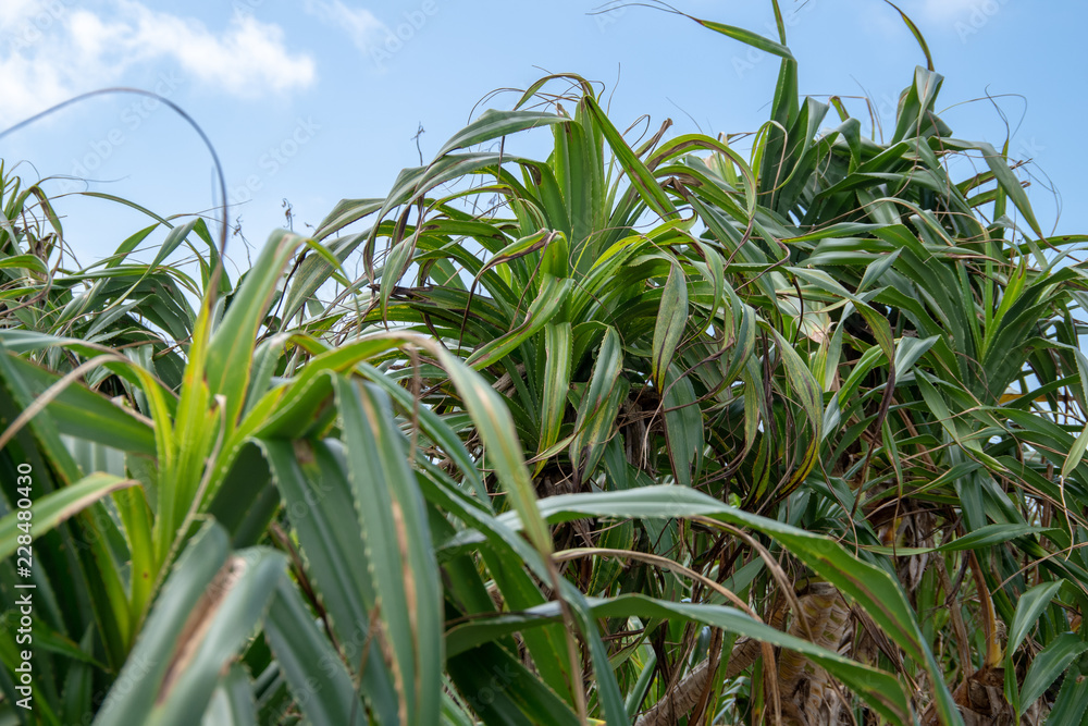 Obraz premium 沖縄の自然