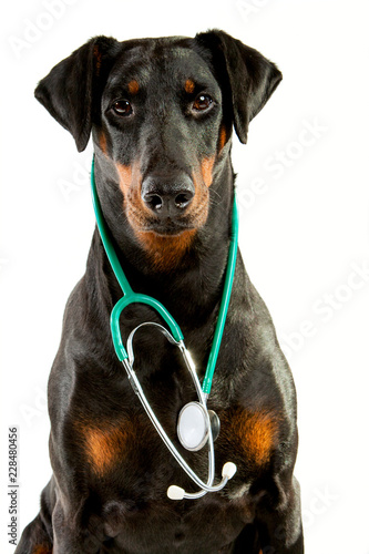 Dobermann with a Stethoscope, head, shoulders and chest of a sitting Doberman Pinscher with a stethoscope around her neck.