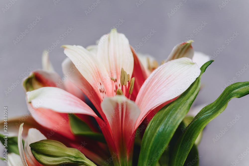 Obraz premium alstroemerias on simple gray background