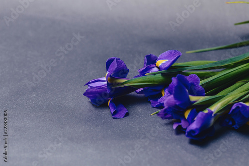 Fototapeta Naklejka Na Ścianę i Meble -  irises on dark background in studio