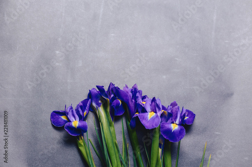 Fototapeta Naklejka Na Ścianę i Meble -  irises on dark background in studio