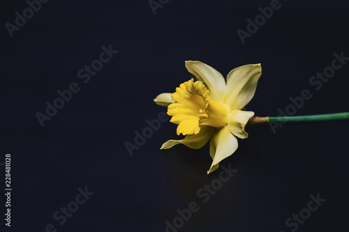 Fototapeta Naklejka Na Ścianę i Meble -  yellow daffodils flowers on dark background