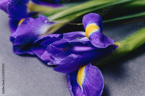 Fototapeta Naklejka Na Ścianę i Meble -  irises on dark background in studio
