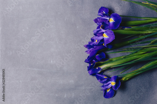 Fototapeta Naklejka Na Ścianę i Meble -  irises on dark background in studio