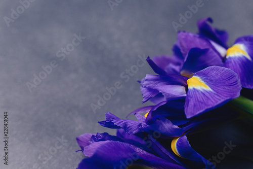 Fototapeta Naklejka Na Ścianę i Meble -  irises on dark background in studio