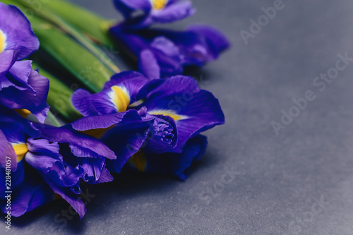 Fototapeta Naklejka Na Ścianę i Meble -  irises on dark background in studio