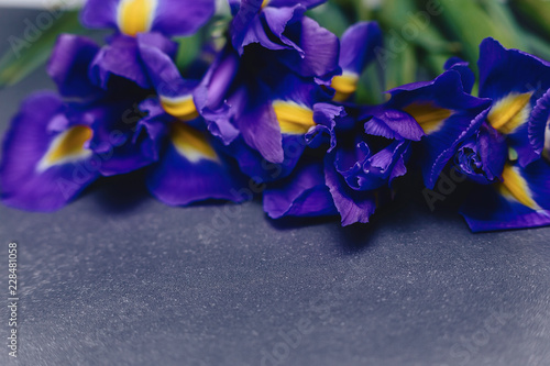 Fototapeta Naklejka Na Ścianę i Meble -  irises on dark background in studio