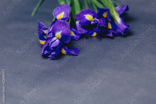 Fototapeta Naklejka Na Ścianę i Meble -  irises on dark background in studio