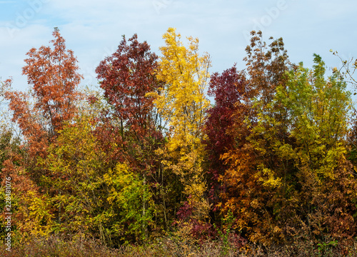 Photos autumnal colored bushes in the Hungarian wilderness