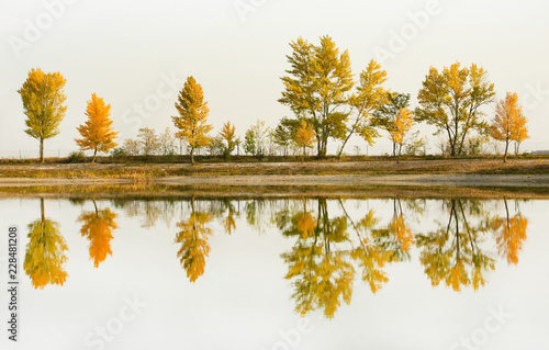 autumnal tree row on the shore mirroring in the public swimming lake - Burgenland Austria Apetlon